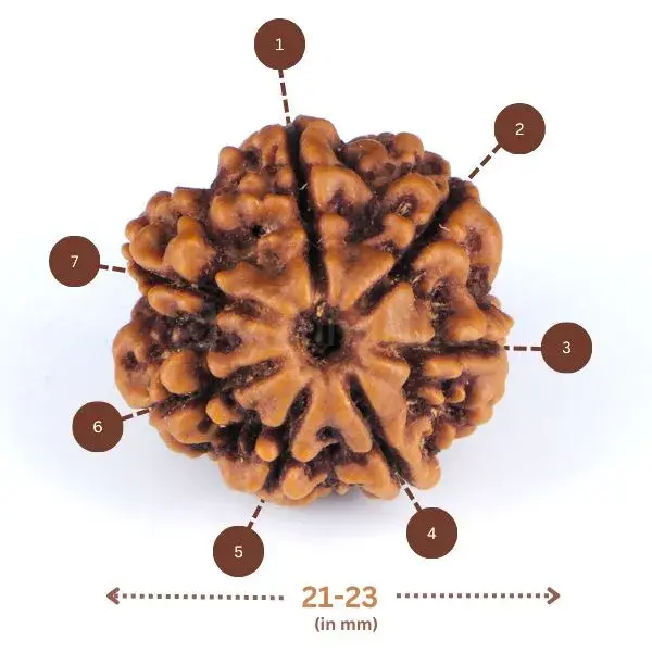 7 Mukhi Rudraksha (Nepali) - Medium Size