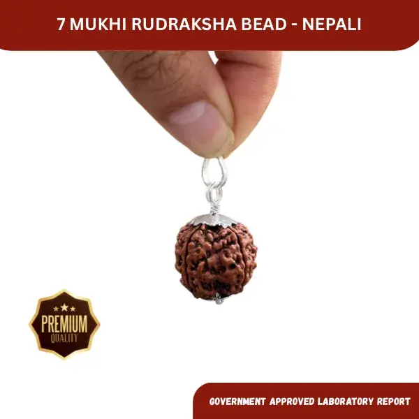 7 Mukhi Rudraksha (Nepali) - Amla Size