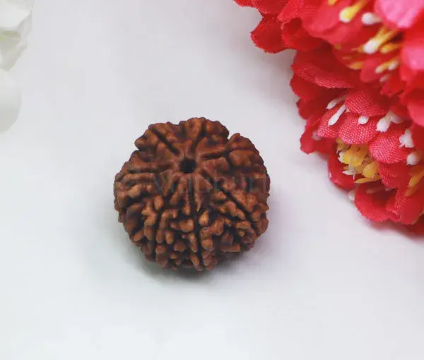 7 Mukhi Rudraksha (Nepali) - Premium