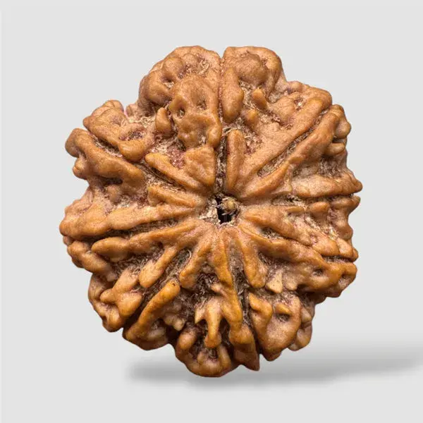 8 Mukhi Rudraksha (Nepal)