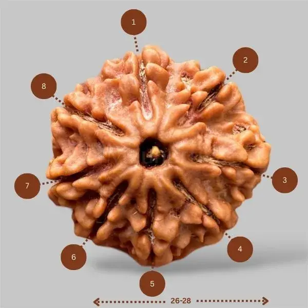 8 Mukhi Rudraksha (Nepal) - Big Size