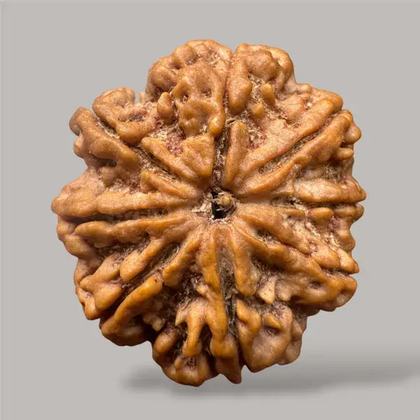 9 Mukhi Rudraksha (Nepal)