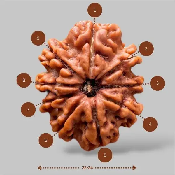 9 Mukhi Rudraksha (Nepali) - Medium
