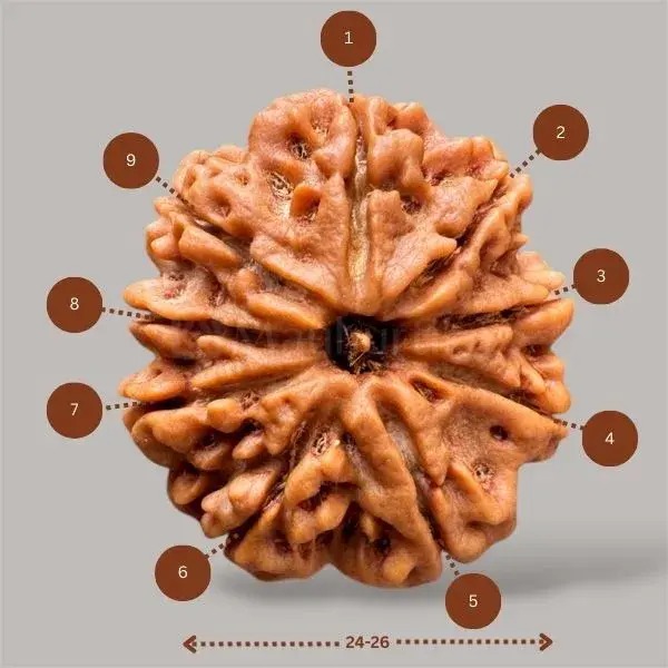 9 Mukhi Rudraksha (Nepal) - Big Size
