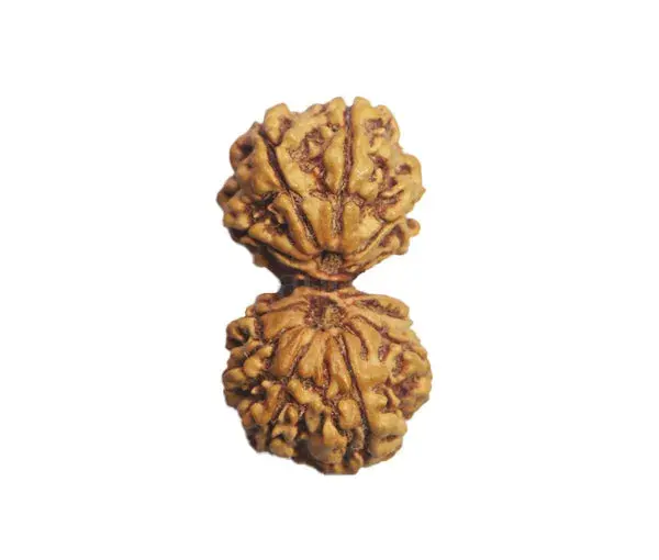 Gauri-Shankar Rudraksha (Nepali) - Small Size