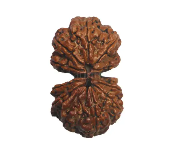 Gauri Shankar Rudraksha (Nepali) - Medium Size