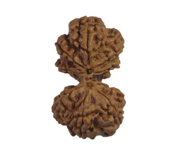 Gauri-Shankar Rudraksha (Nepali) - Big Size