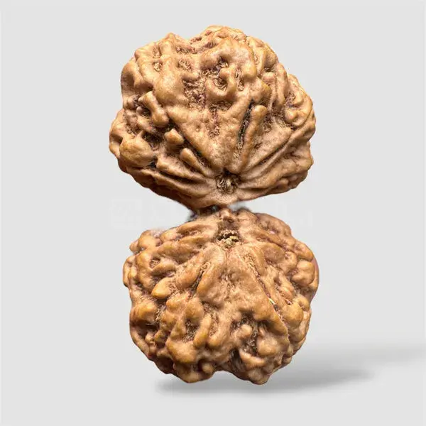 Gauri Shankar Rudraksha (Nepali) Premium